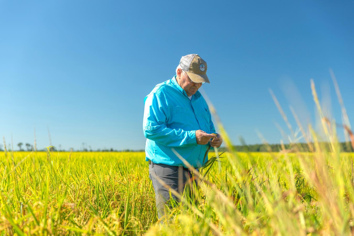 Great Craft Sake Made In America: A Family Farm In Arkansas Is The Force Behind It