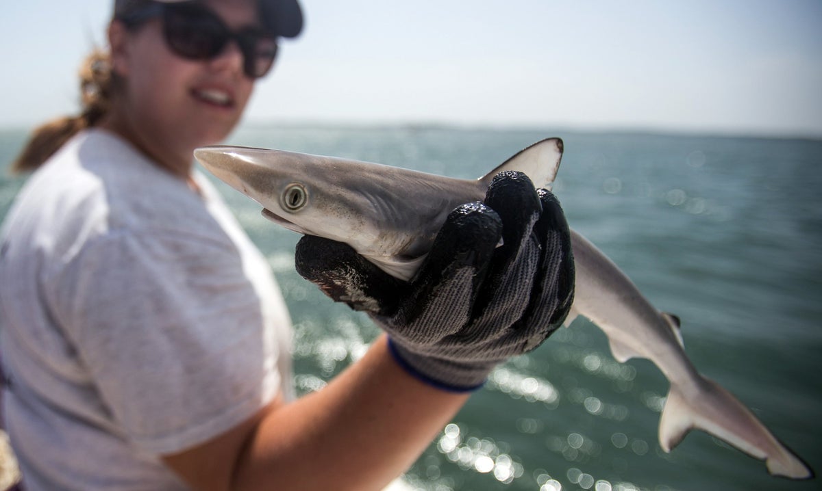 First 'Cocaine Sharks' Discovered in Brazil