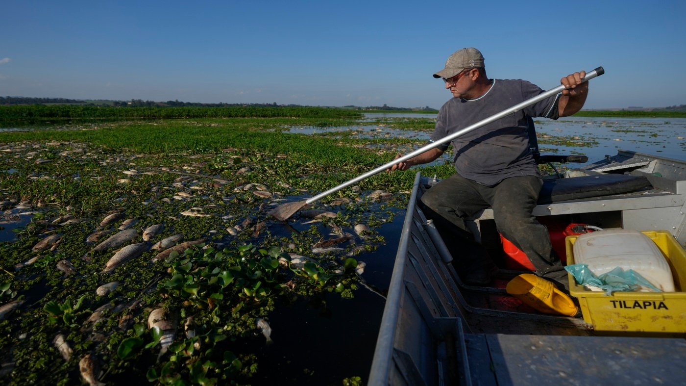 Tons of dead fish cover a river in Brazil after alleged dumping of industrial waste