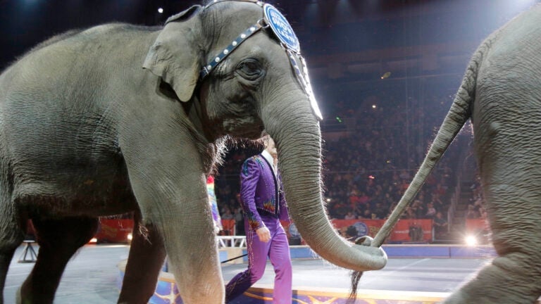 New Mass. law bars circuses from using elephants, lions, giraffes