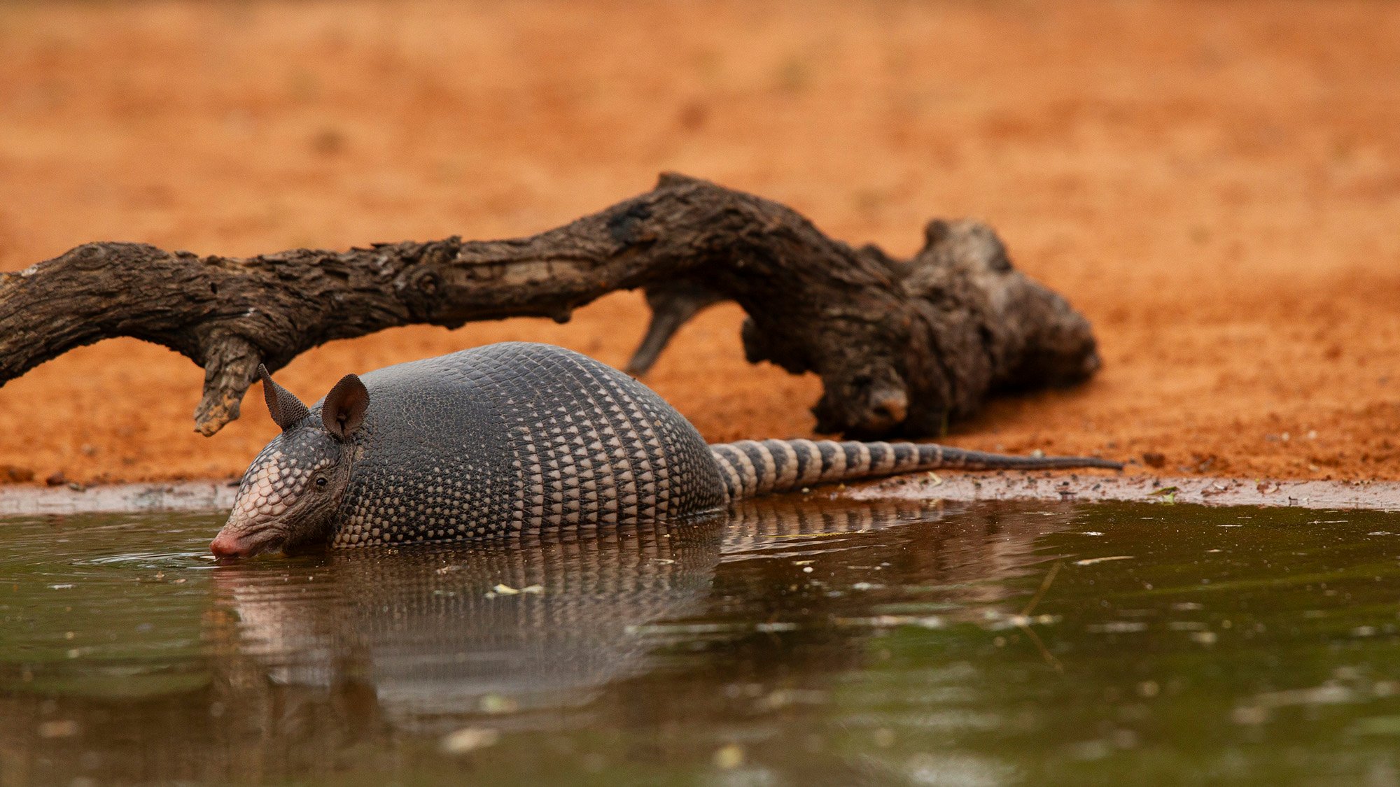 ‘Chaos is the norm now:’ The blurry line between invasive and range-expanding species