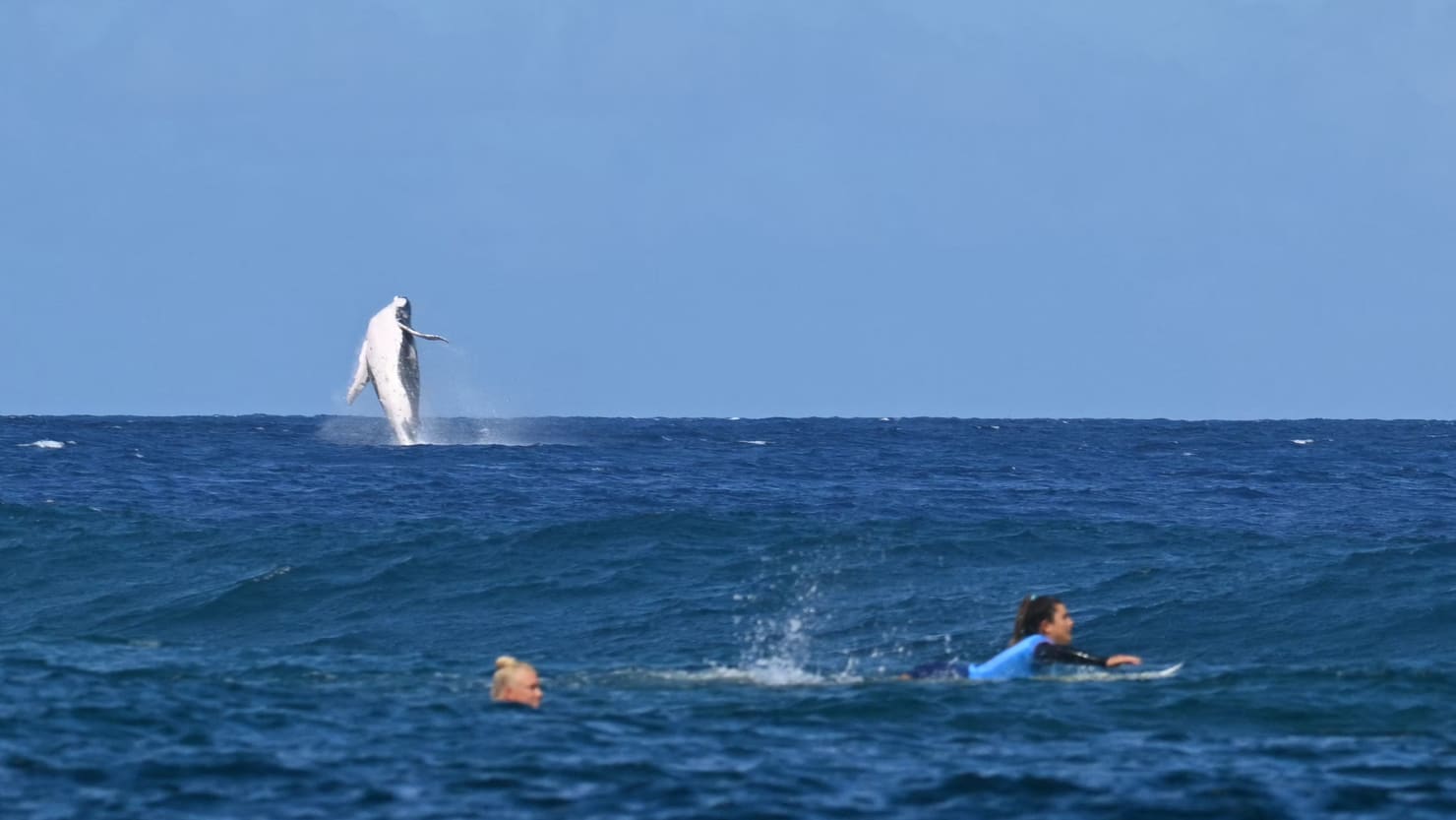 Humpback Whale Drops In on Olympic Surfing Finals in Tahiti