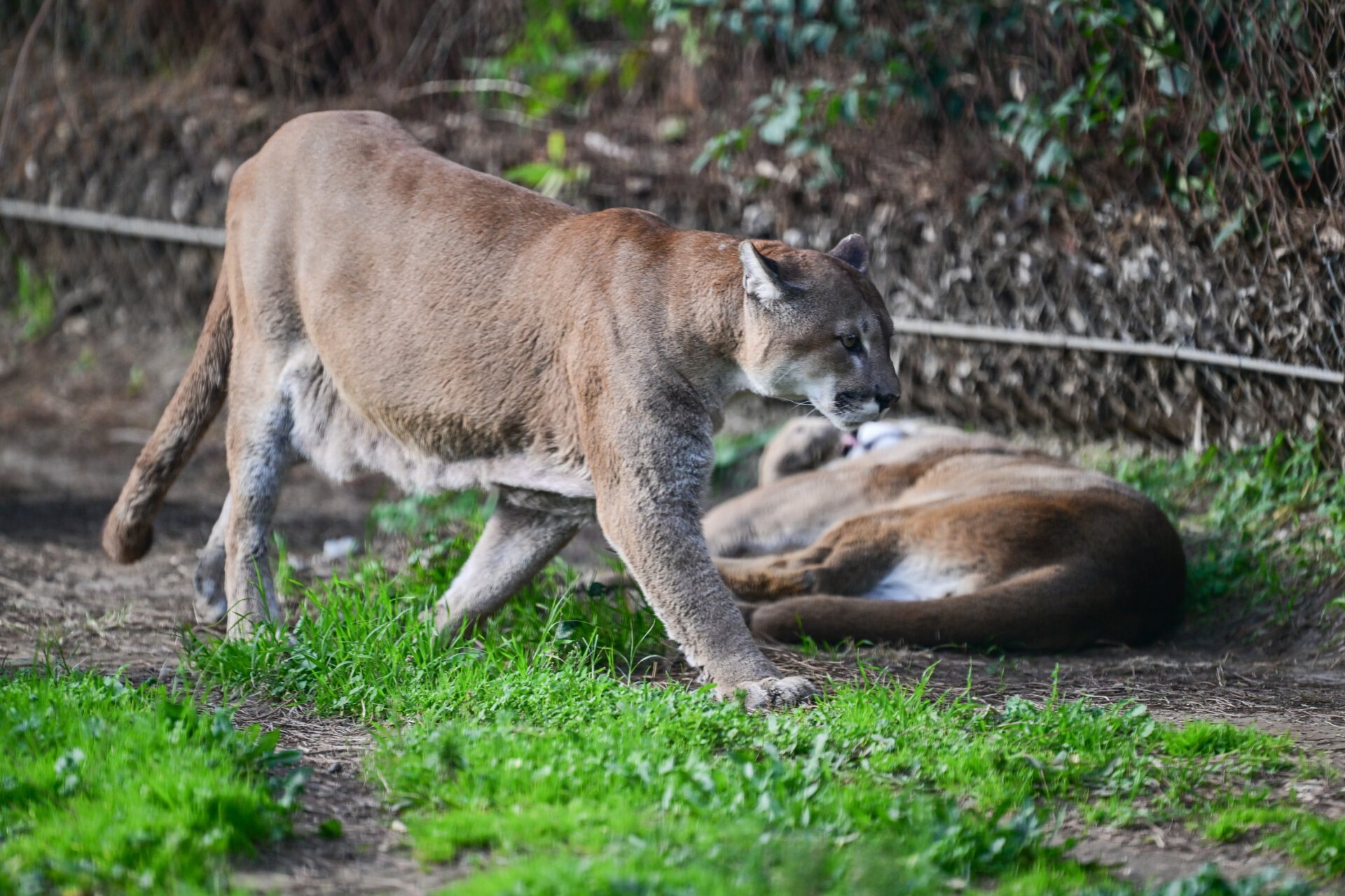 First U.S. Case of Fatal Brain Virus Found in Colorado Mountain Lion