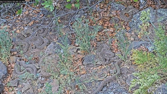 Livestream Offers a Close-Up View of Thousands of Rattlesnakes in a ‘Mega Den’