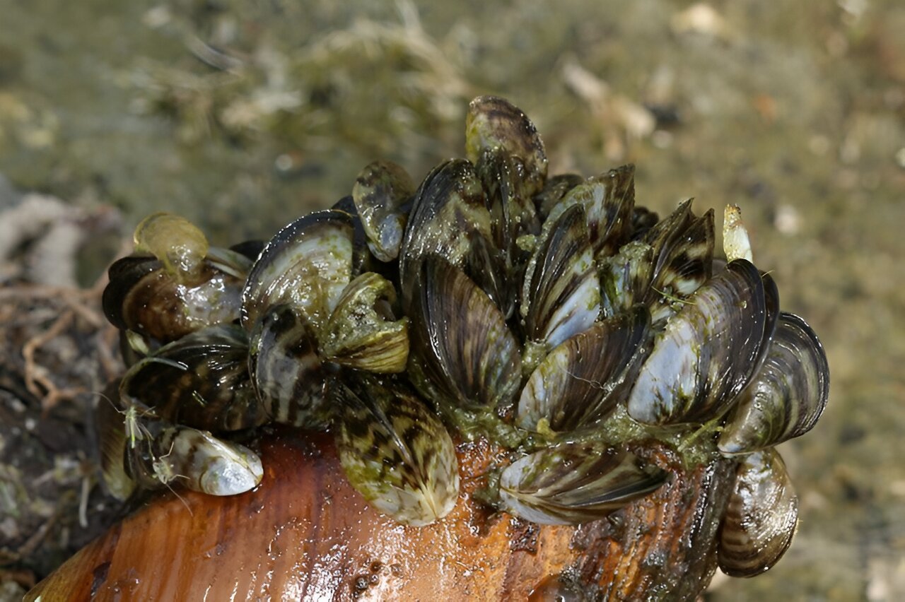 Invasive species discovered in Colorado River is capable of wiping out ecosystems, causing costly damage