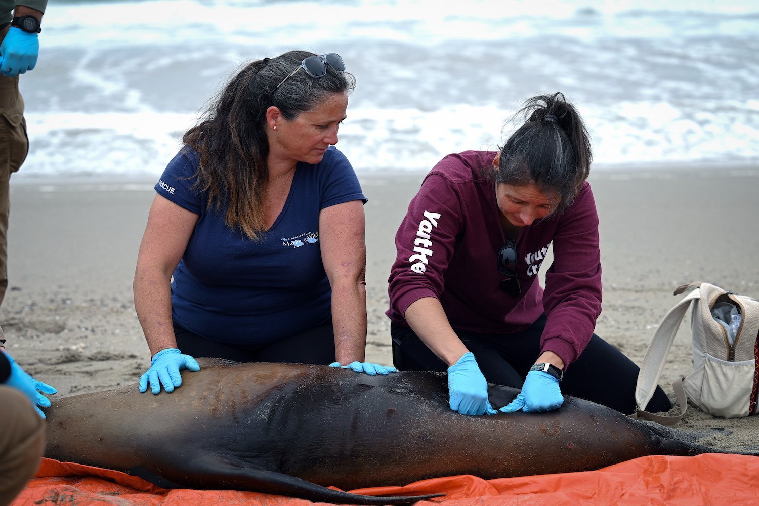 California Sea Lions Are Behaving Strangely Amid Brain-Attacking Algae Outbreak