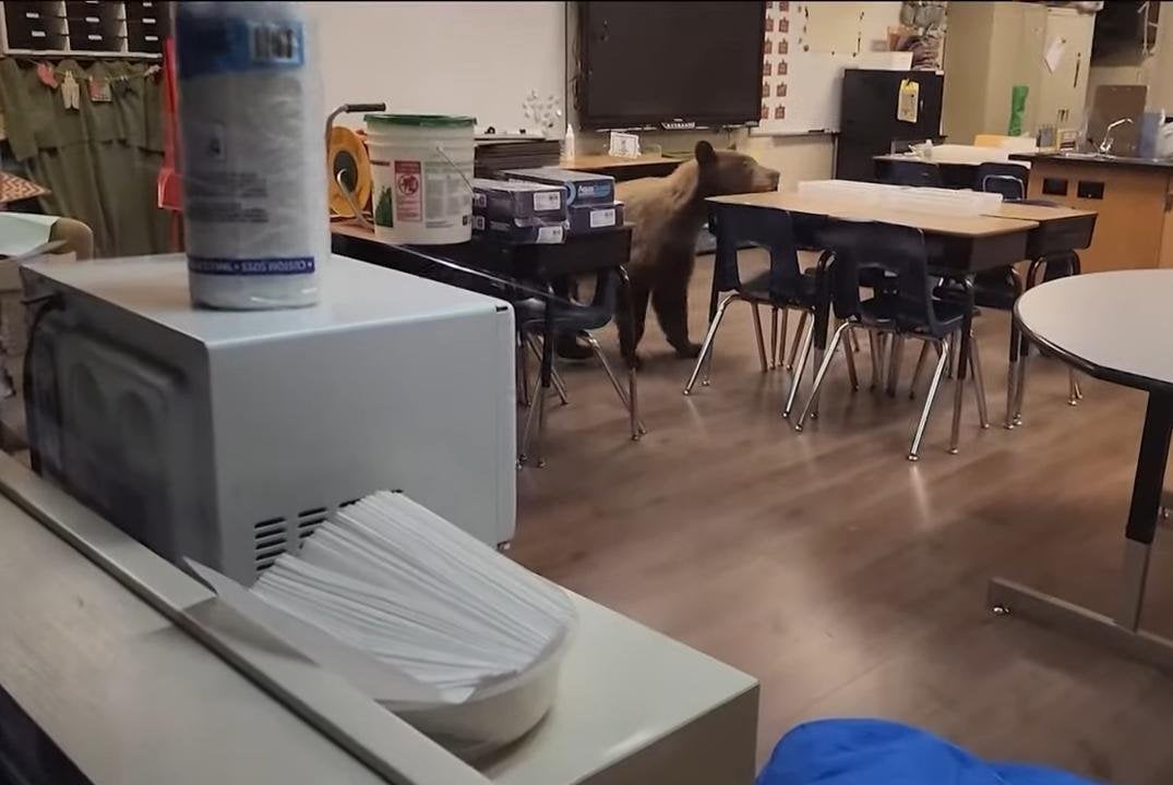 Bear wanders into California teacher's classroom