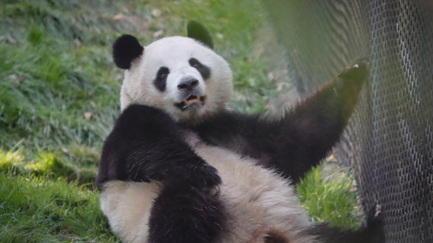 The panda-drought ends in California as San Diego Zoo's new arrivals welcome visitors