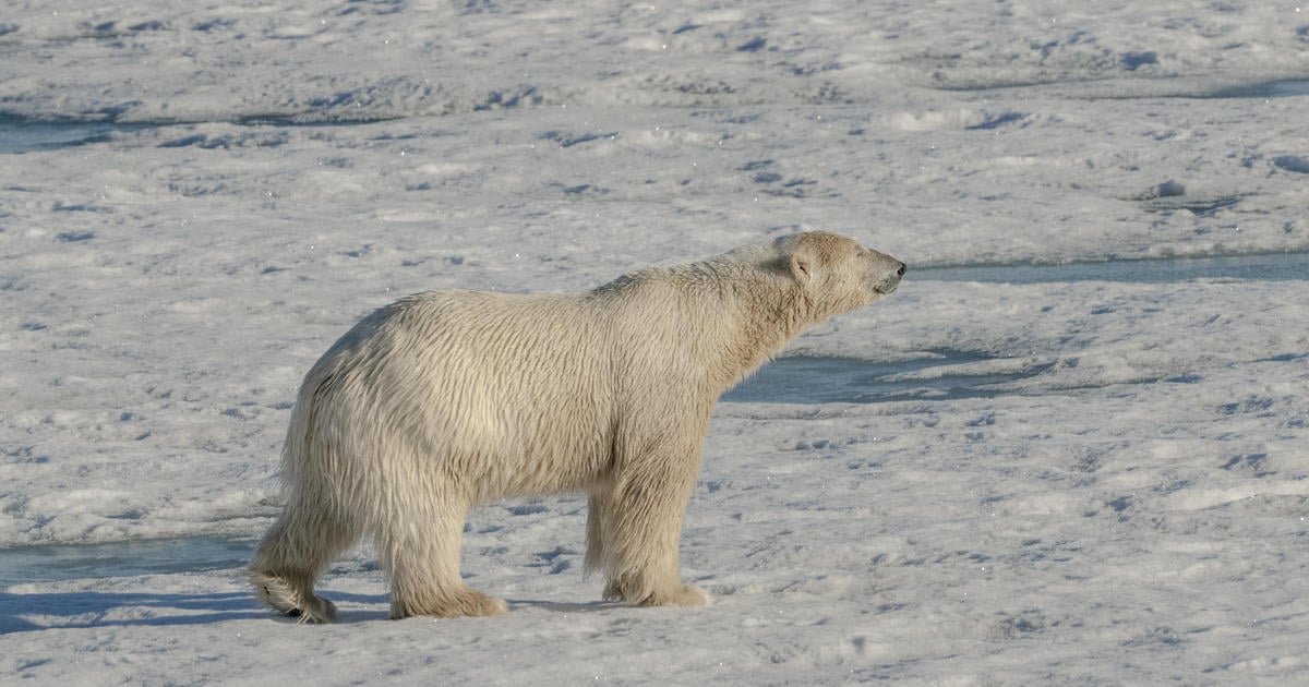 2 polar bears kill worker at remote radar site in the Canadian Arctic