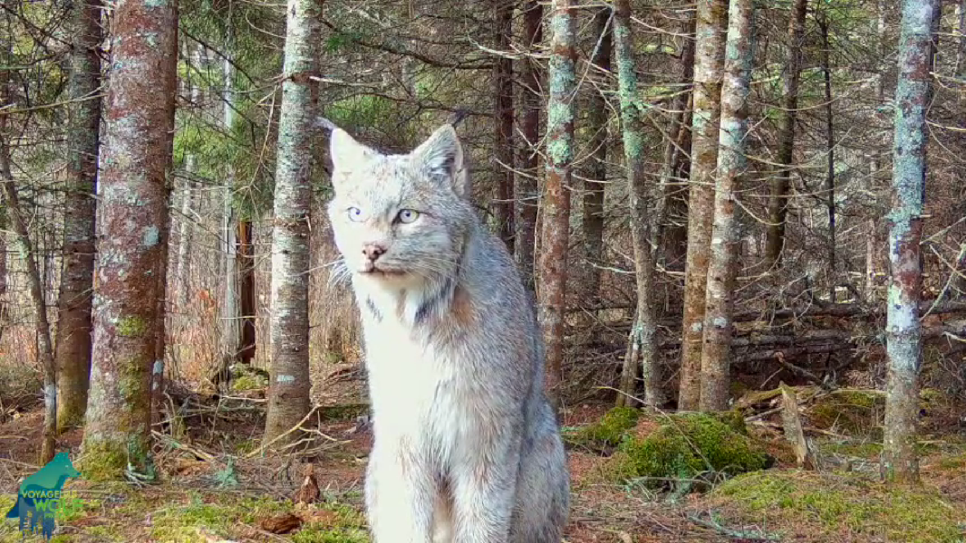 Watch: Rare Canada lynx “poses” for a trail camera