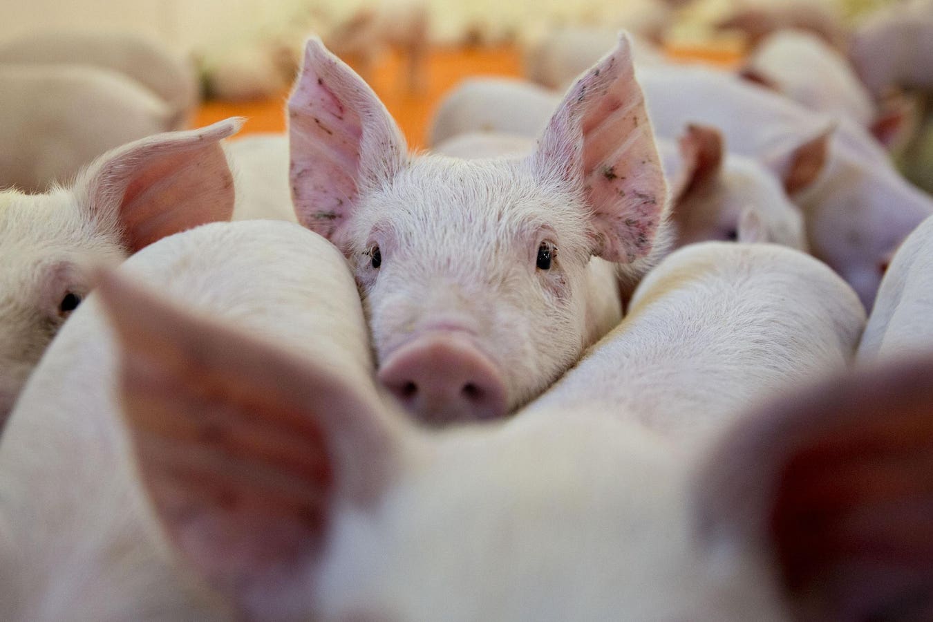 How Pigs Fare Under Iowa’s Industrial-Ag Model