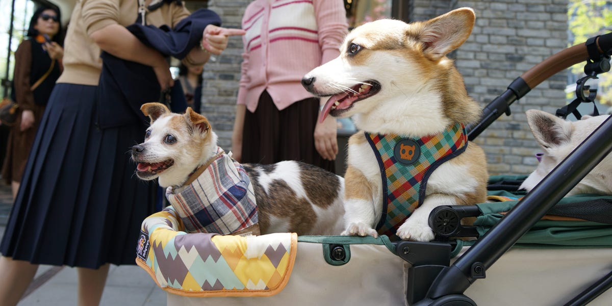 China's city dwellers will soon have more pets than toddlers, and there's 1 way investors can cash in on the trend, Goldman Sachs says