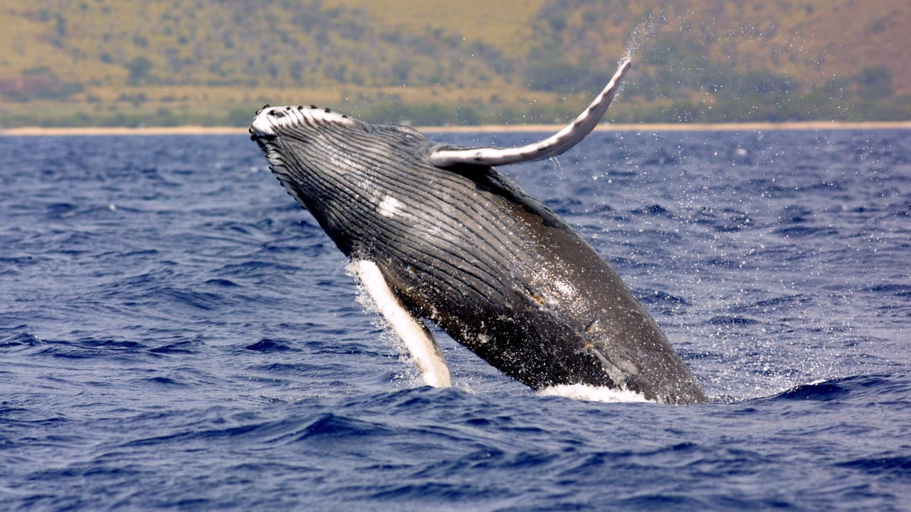 WATCH: Breaching Humpback Whale Capsizes Boat Off New Hampshire Coastline