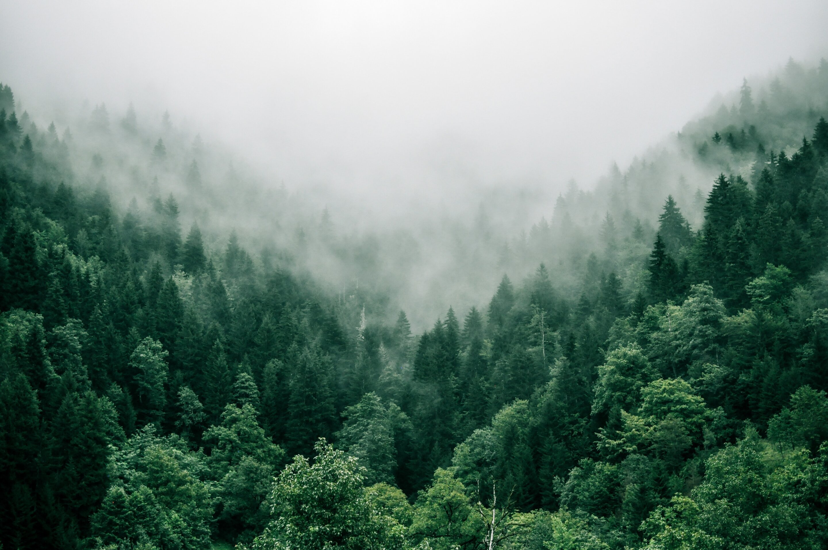 How efficiently different US forests will remove atmospheric carbon in the future