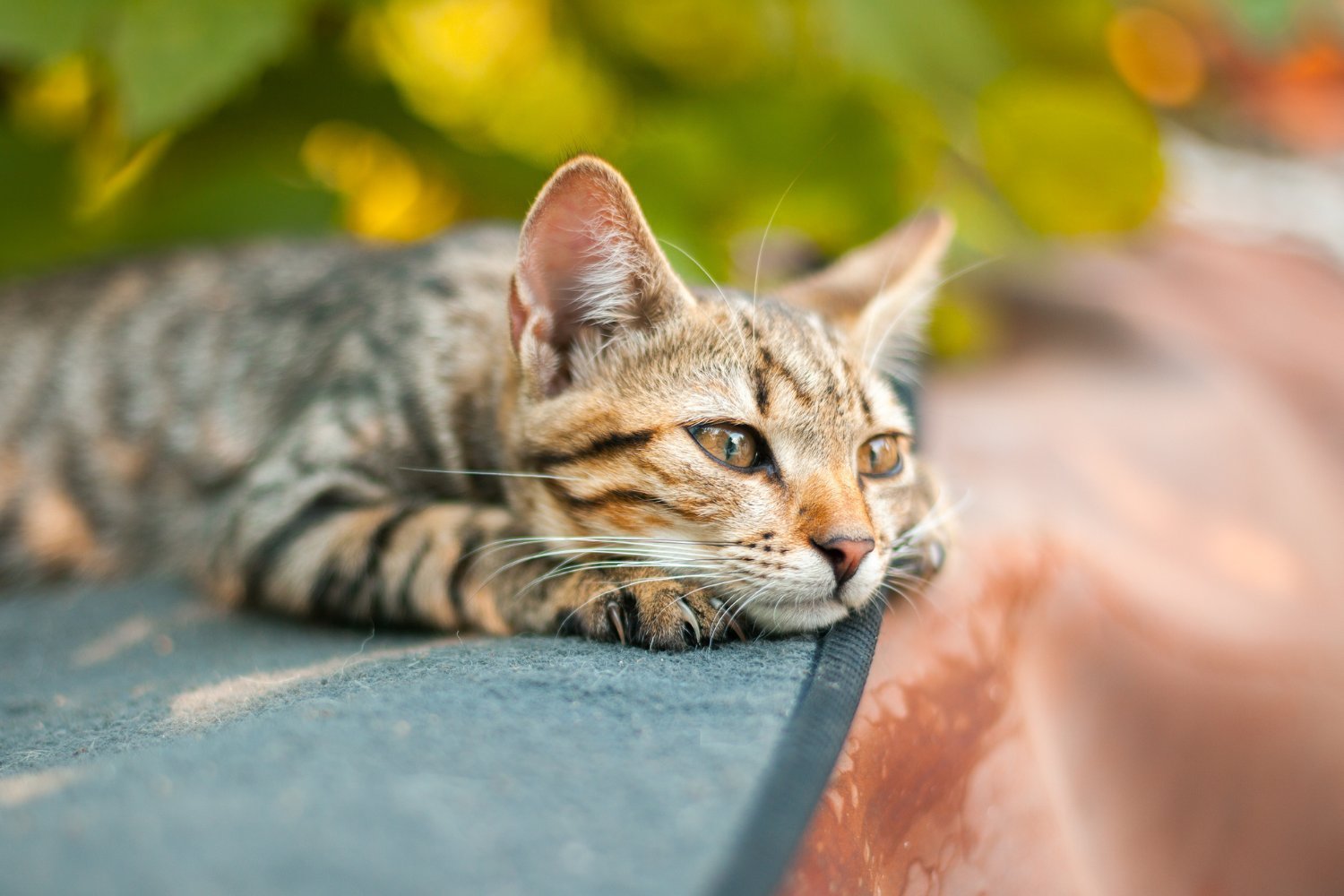 Even Cats Can Mourn, Study Suggests