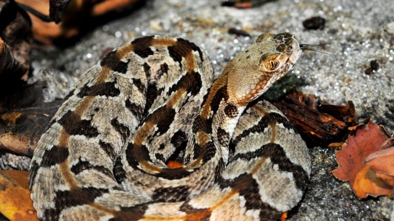 Connecticut man bitten by rare rattlesnake he tried to help ends up in coma