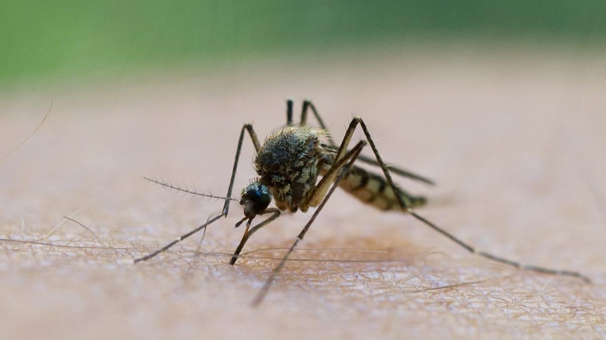 Erste Todesfälle weltweit durch Oropouche-Fieber