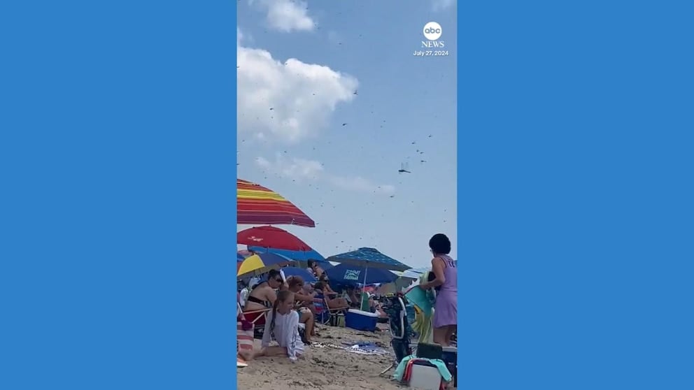 WATCH: Massive swarm of dragonflies invades beach in Rhode Island