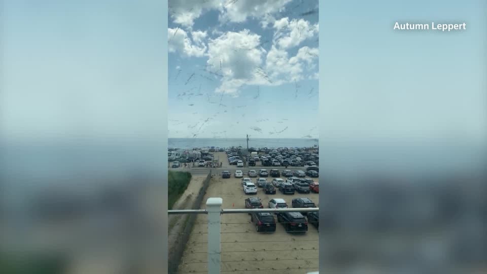 Dragonflies swarm near Misquamicut Beach in Rhode Island