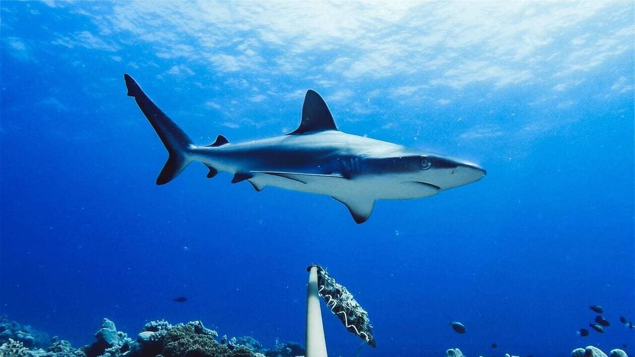 En vacances dans les Caraïbes, une adolescente gravement blessée après une attaque de requin