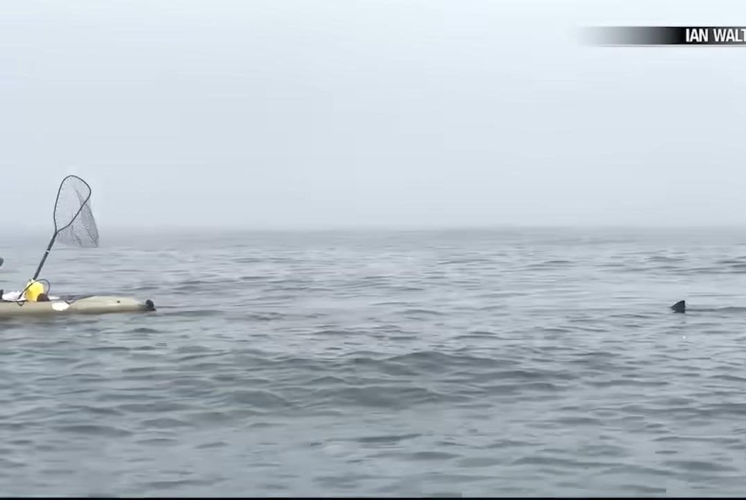 California kayakers' great white shark encounter caught on camera