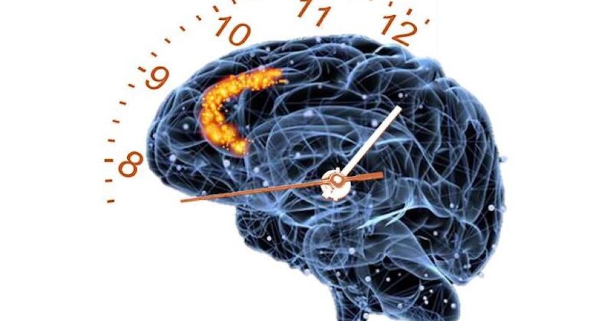 Time flies: Our brains perceive time more like counters than clocks