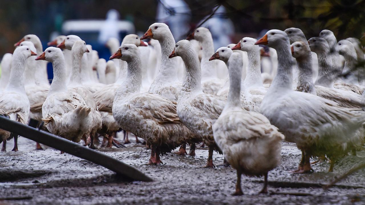 Verschwörungserzählungen zur Vogelgrippe gehen viral