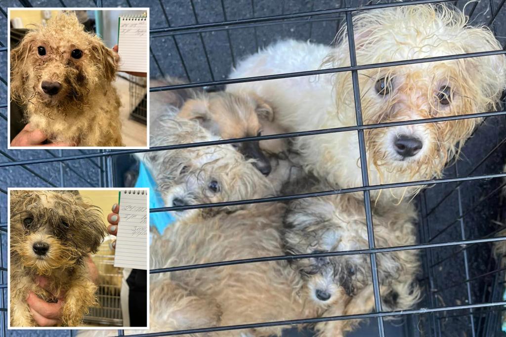 Dozens of dogs, cats and other animals in ‘horrid’ condition rescued from a Connecticut home