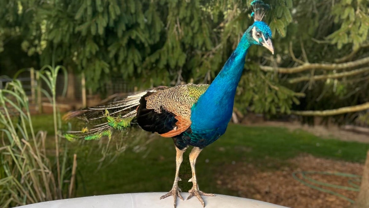 Cape Cod peacock reported missing