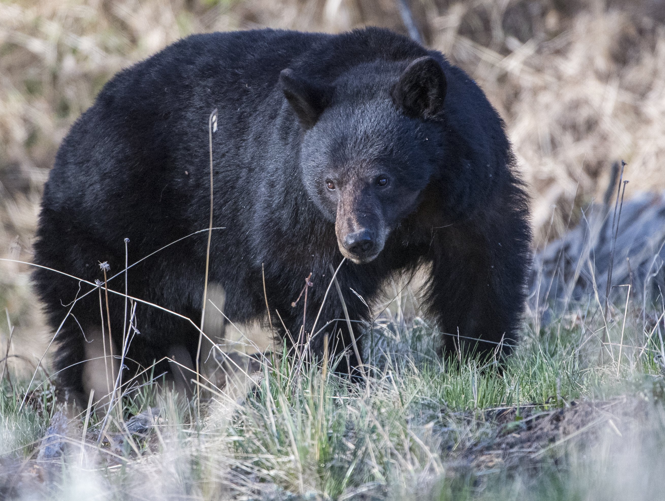 Black Bear Euthanized After Mauling 3-Year-Old Girl at Campground