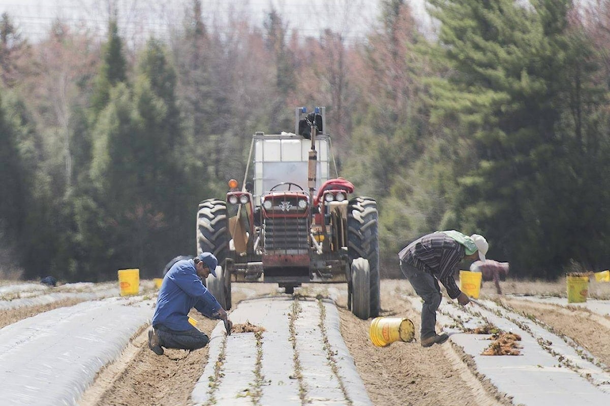 Canada’s foreign worker program called a ‘breeding ground’ for modern slavery