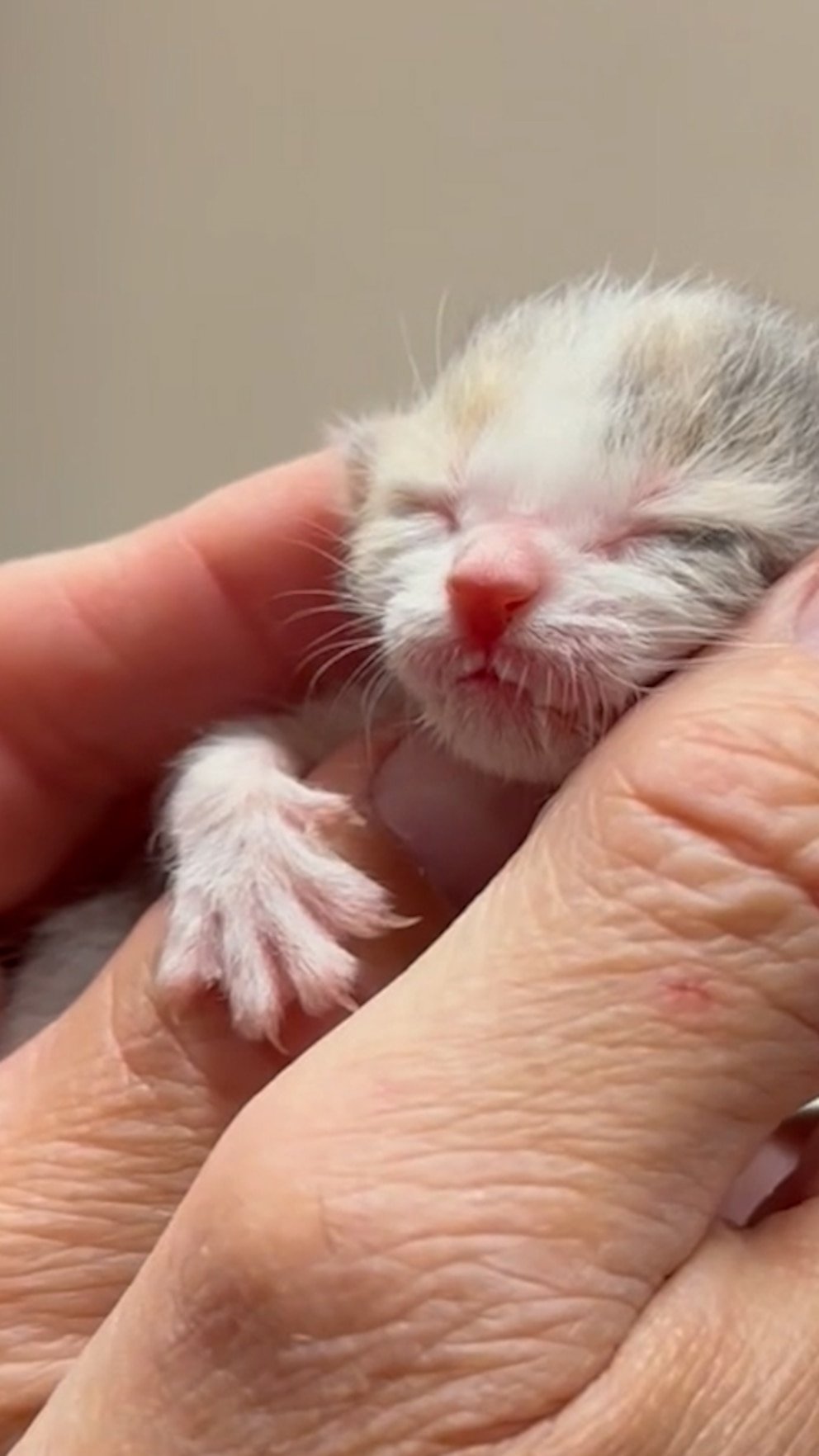 WATCH: Tiny kitten found alone in parking lot is bottle-fed back to health