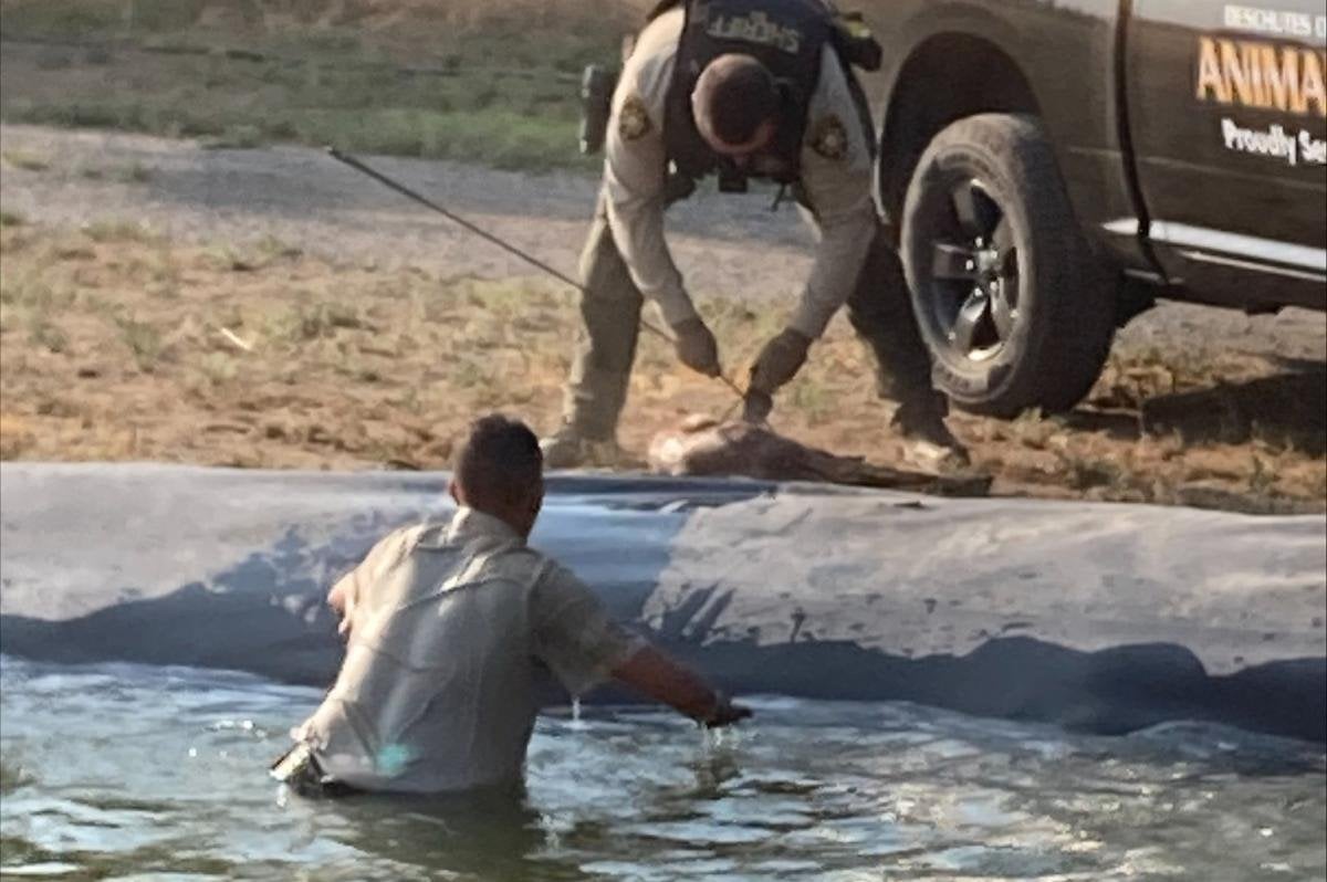 Animal control deputy jumps into pond to rescue struggling fawn