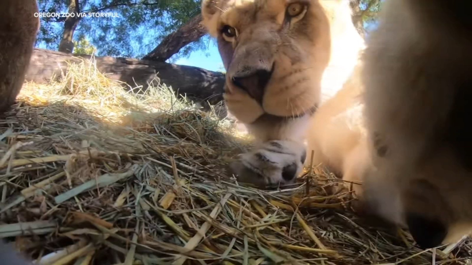 VIDEO: Lions find hidden camera in Oregon Zoo enclosure