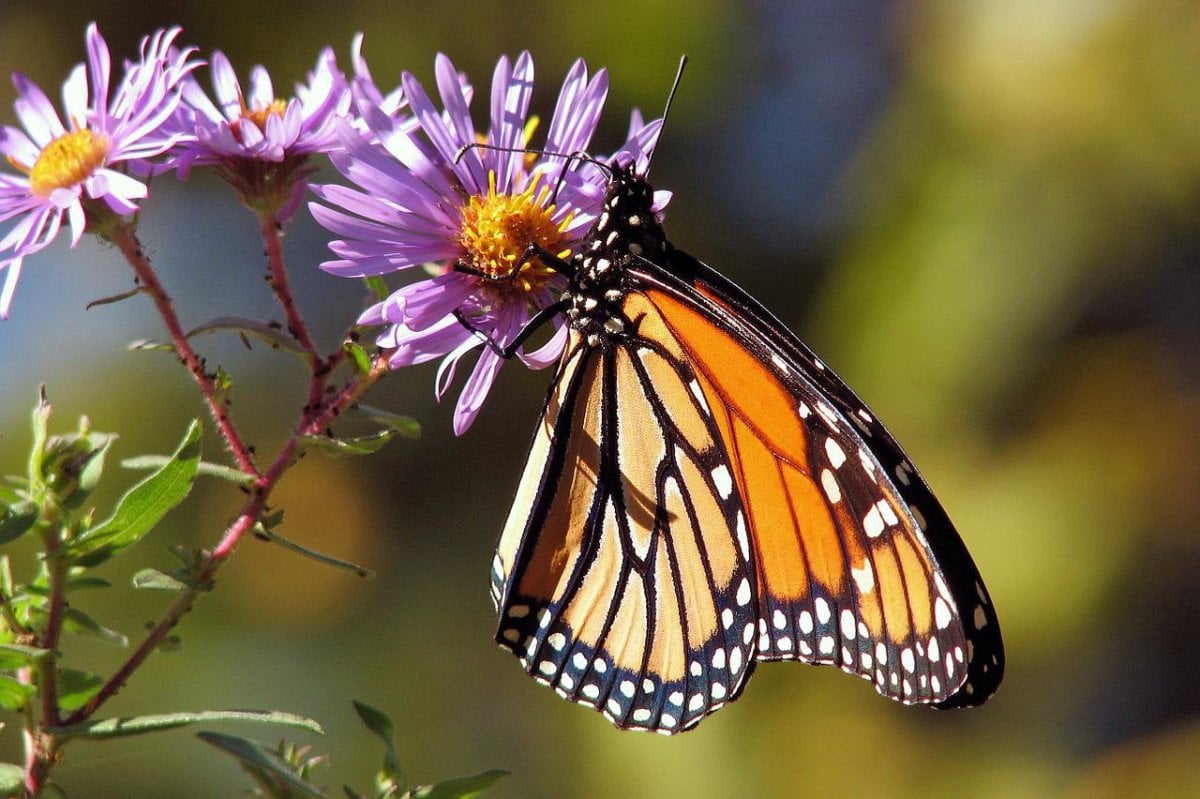 Scientists prepared to save monarch butterfly in event of 'rapid extinction'