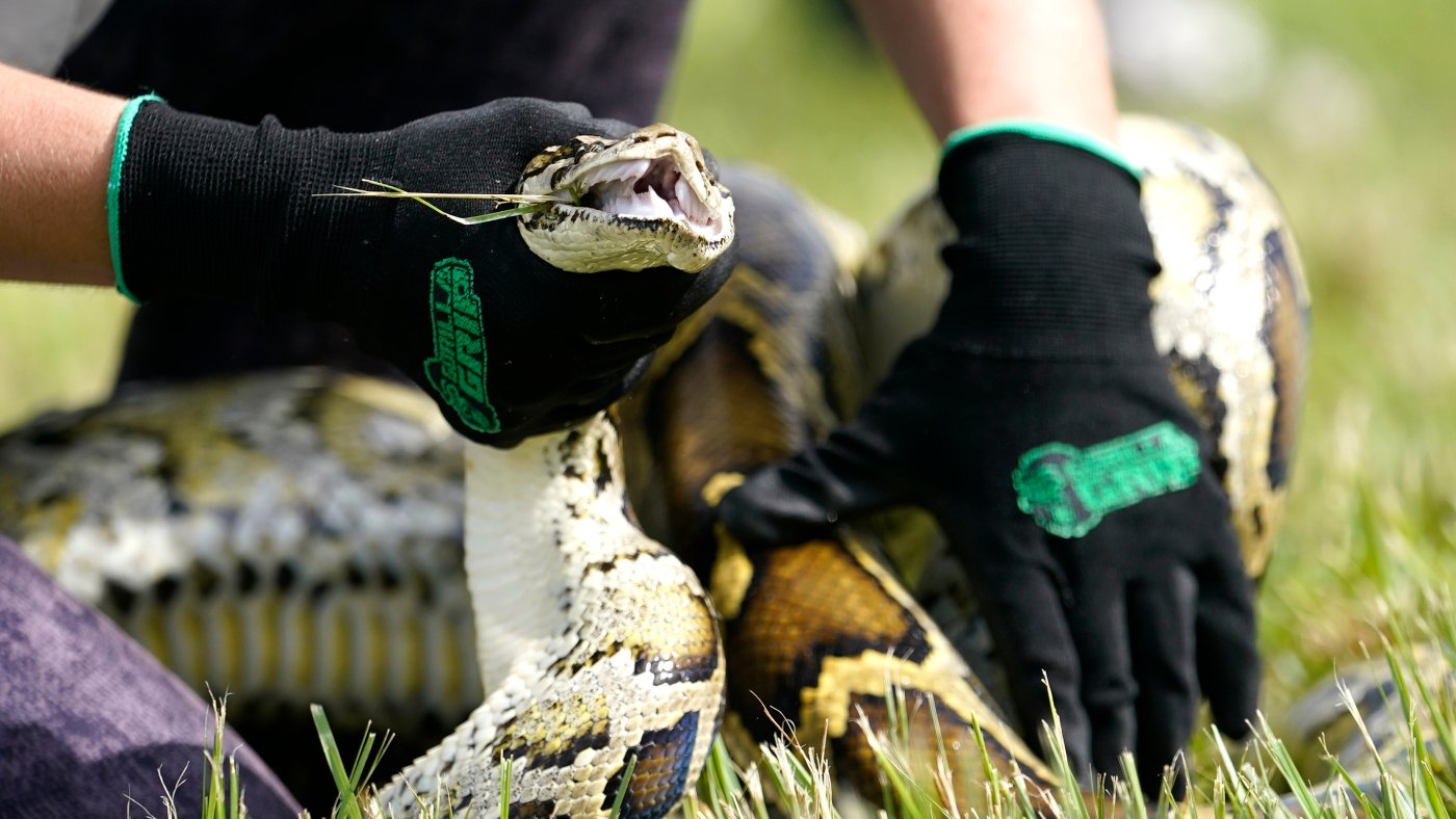 Here’s why snake hunters from across the U.S. are wading into the Florida Everglades