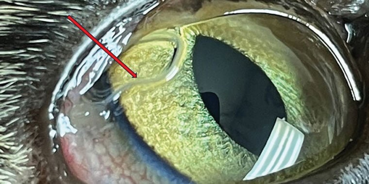 Exotic eye worm rapidly invades US by spreading from testes of fruit flies