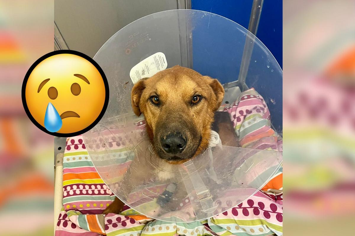 (GRAPHIC PHOTOS) Dog in Minnesota Found With Horrific Injuries