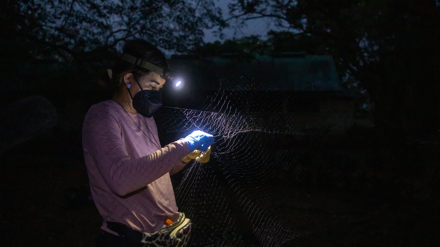 This scientist has a bat tat and earrings. She says there's a lot to learn from bats