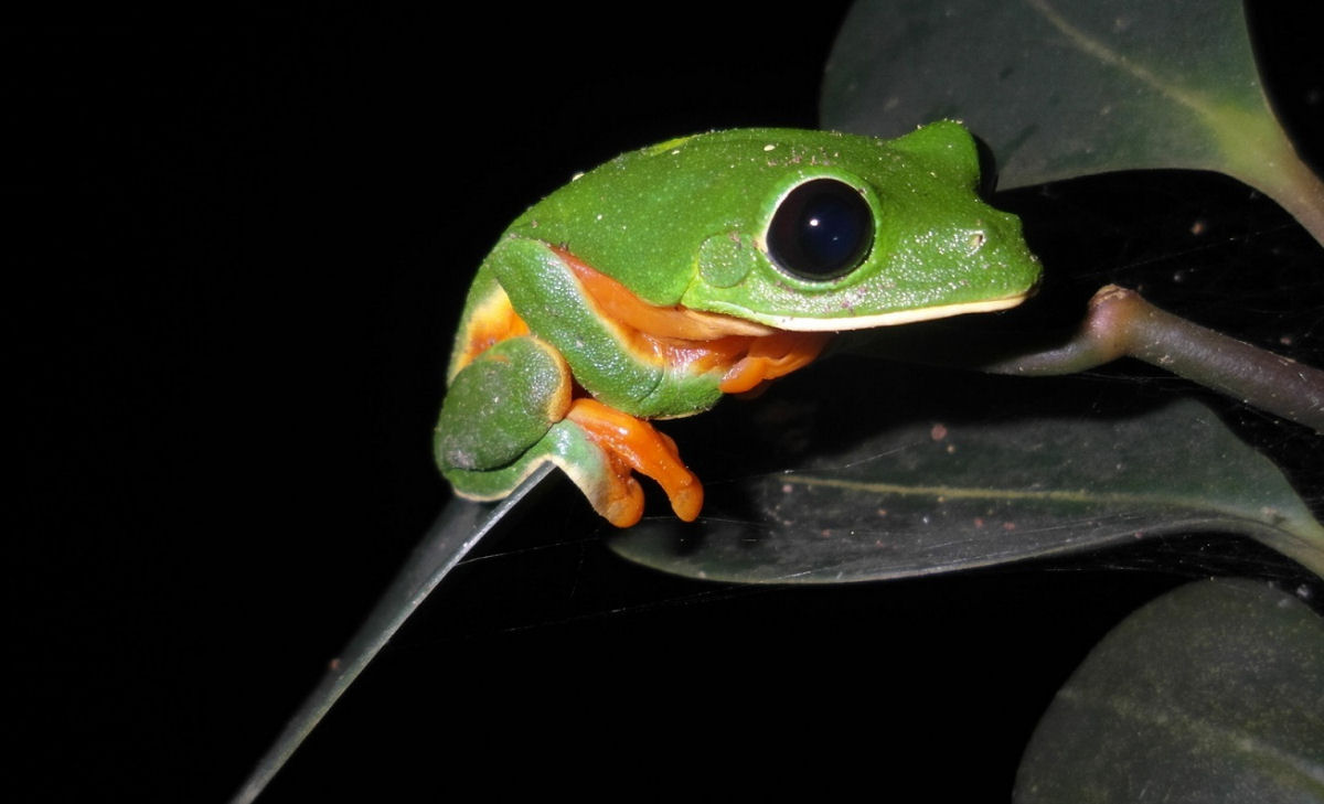 A maneira estranha como os olhos de uma perereca-arborícola-de-Morelet se abrem após um cochilo