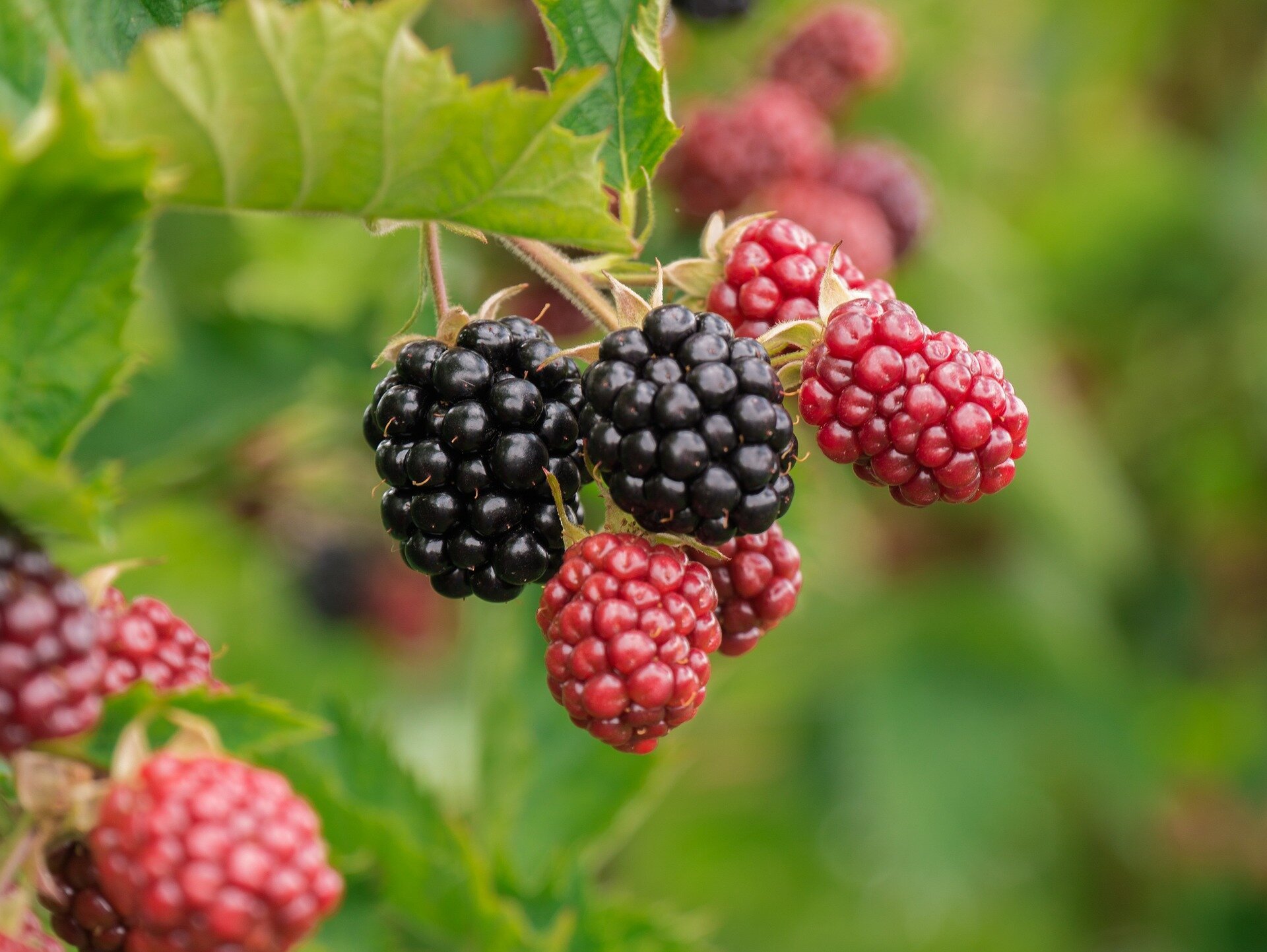 'New' herbicides in blackberry production could soon be an option for growers