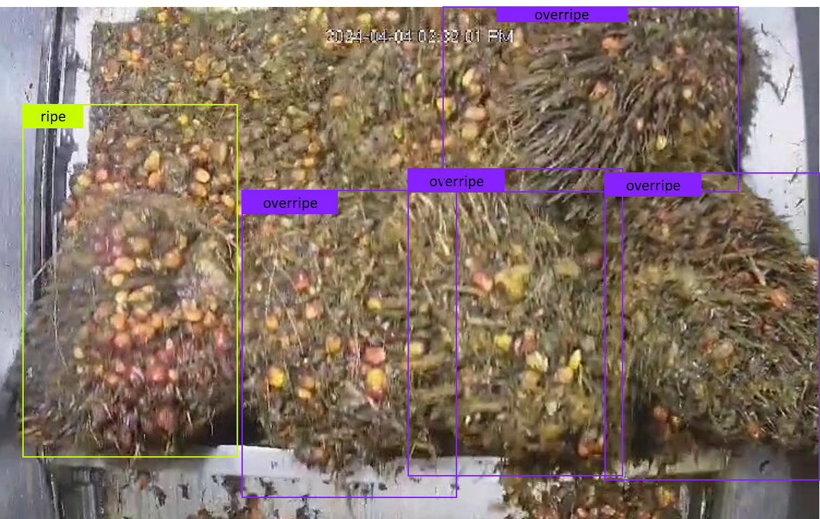 Can Artificial Intelligence Help Palm Oil In Colombia?