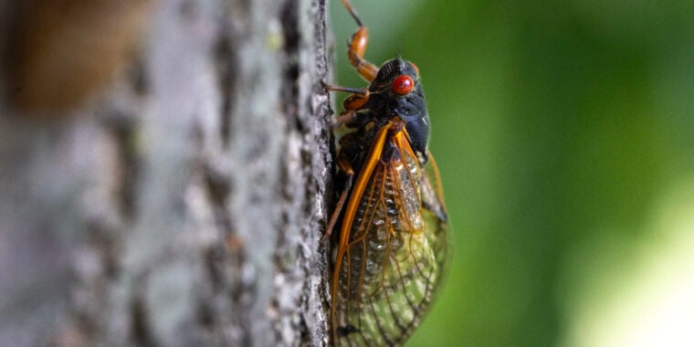 Explosion of cicada-eating mites has the state of Illinois scratching