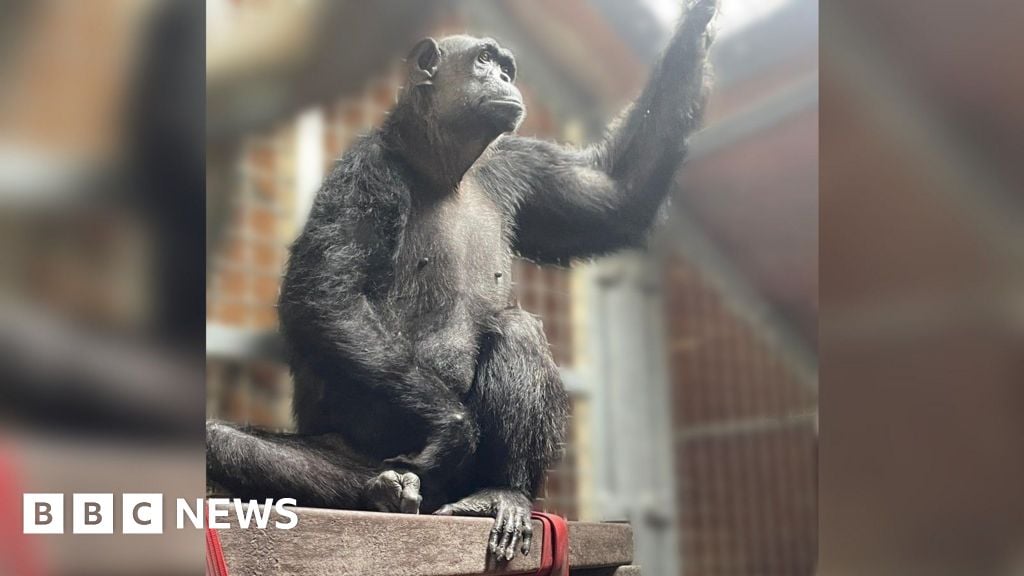 New home for disabled chimp saved from bushmeat trade