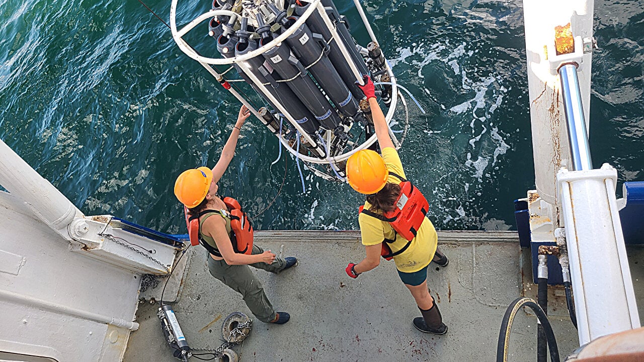 Gulf of Mexico 'dead zone' larger than average, scientists find