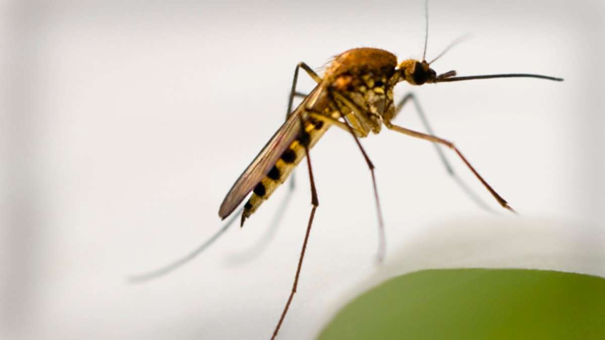 West Nile virus in Mass.: 2 new cases, risk levels raised