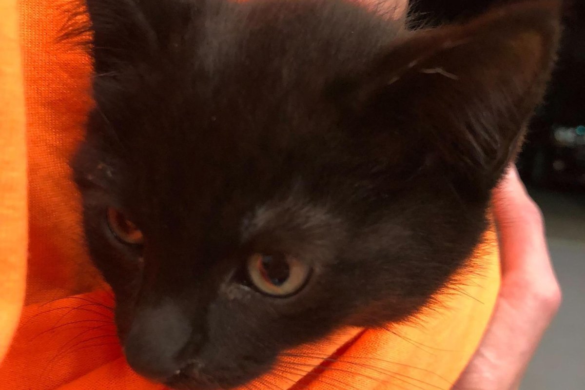 Kitten takes 15-mile ride in wheel well of search and rescue vehicle