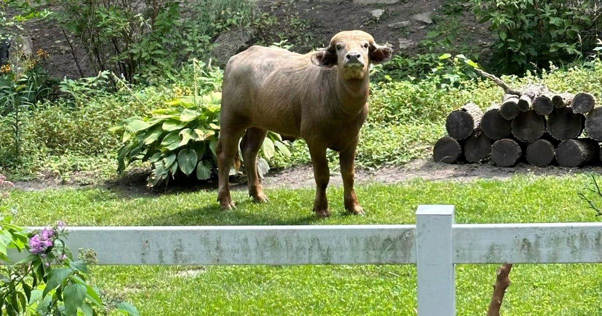 Water buffalo that was on the loose in Iowa captured