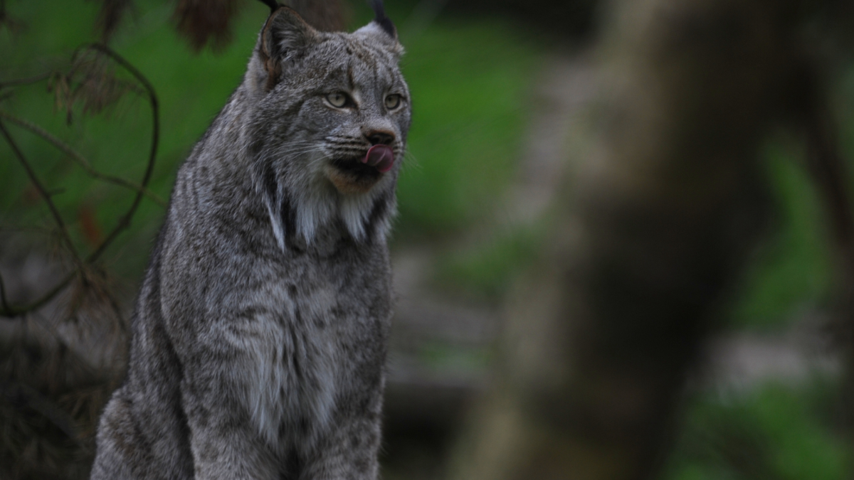 Endangered Rare Wild Cat Was Just Spotted in Vermont for the First Time