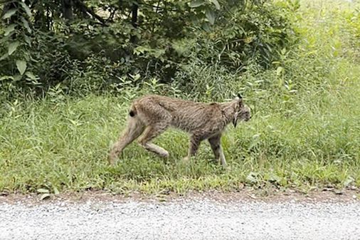 Canada lynx confirmed in Vermont for first time since 2018